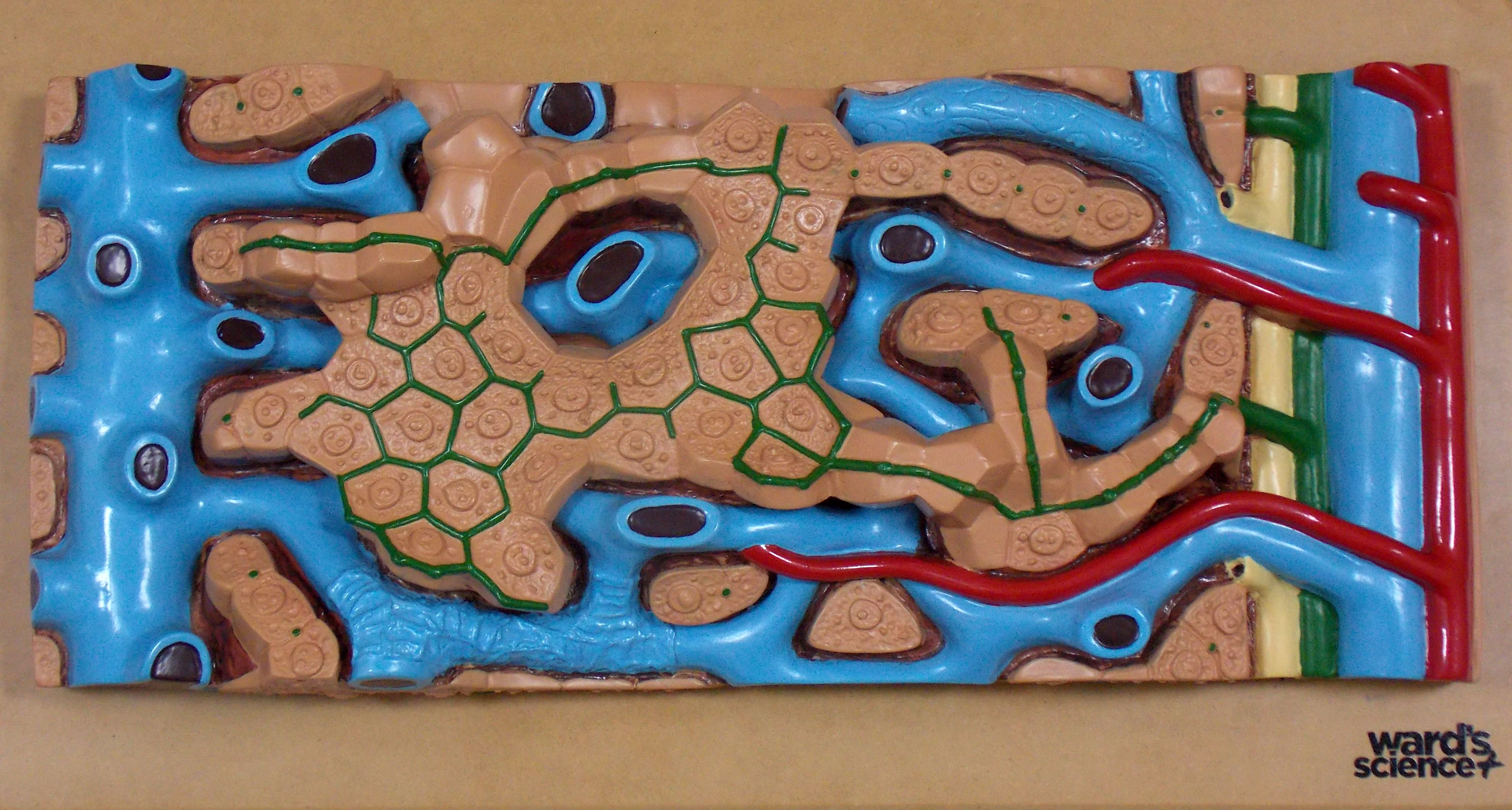 Ward's® Comparative Liver Histology Model Set