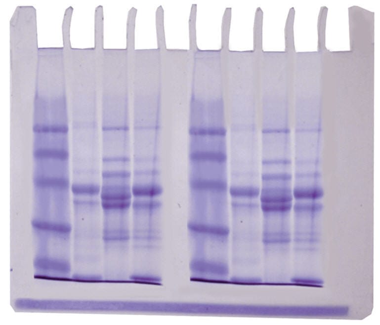 EDVOTEK Diversity of Fish Proteins