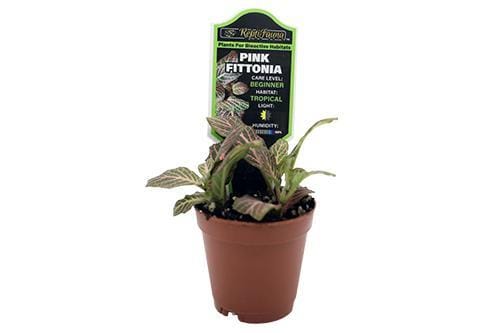 ReptiFauna Bioactive Plants