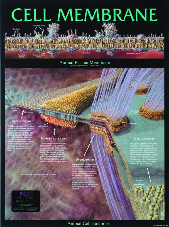 BioCam Cell Structure And Function Charts