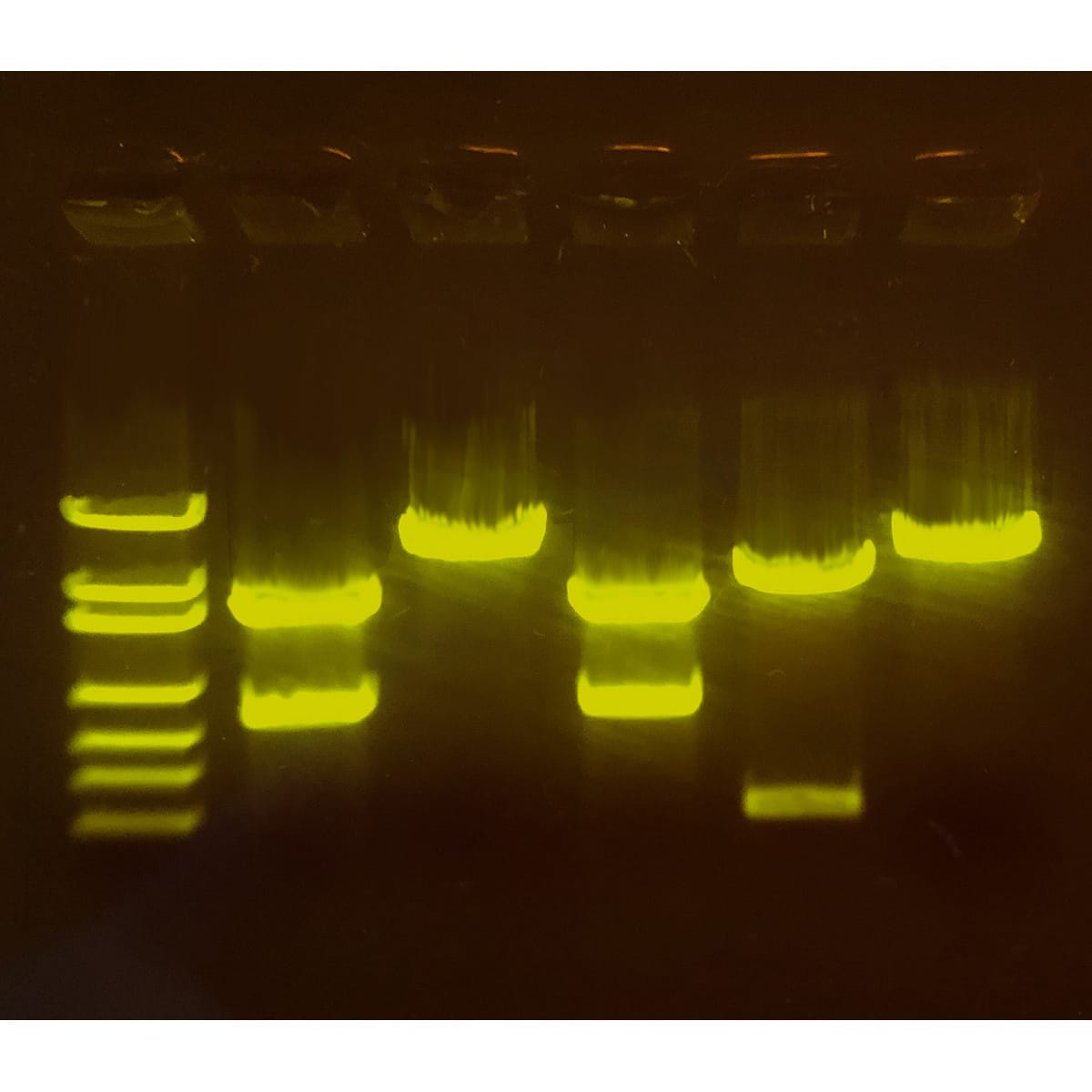 A-maize-ing Editing: Using CRISPR to Improve Crops