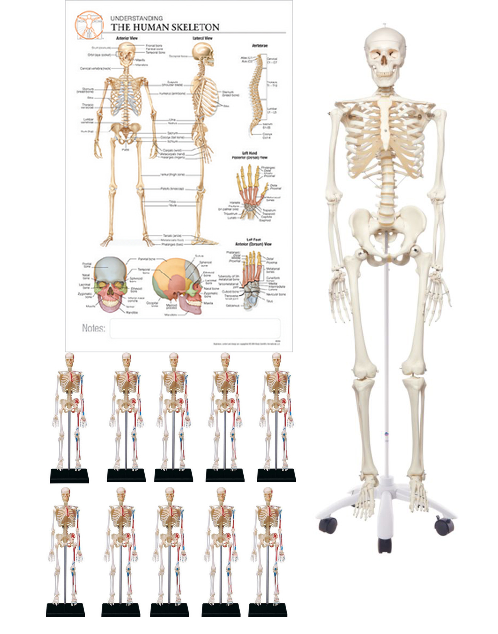 Classroom Model Bundles