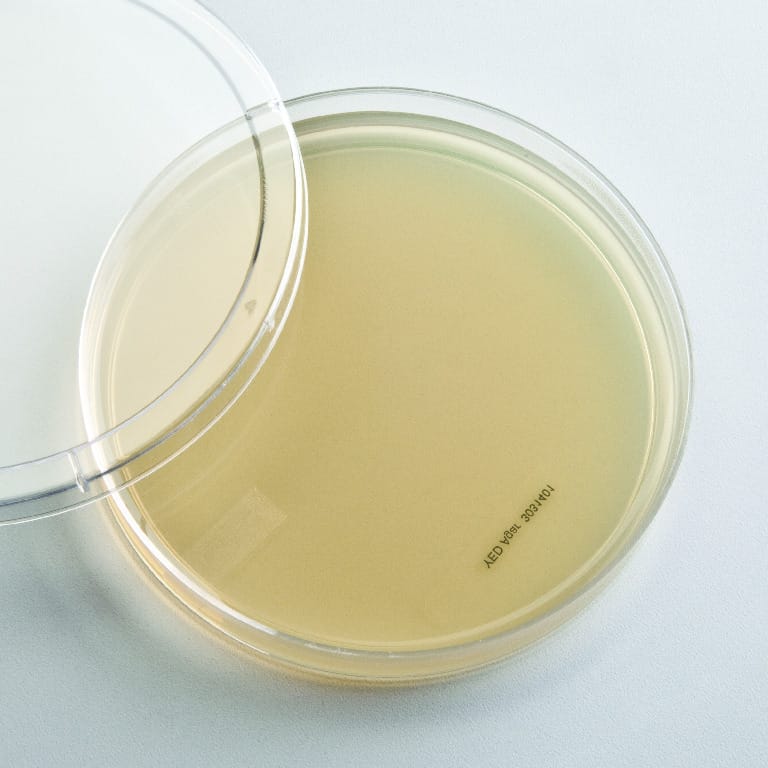 Yeast, Genetic (YED) Agar Plates