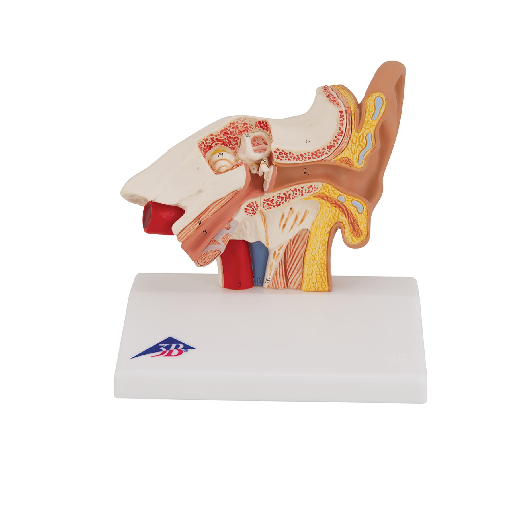 3B Scientific® Desktop Ear Model
