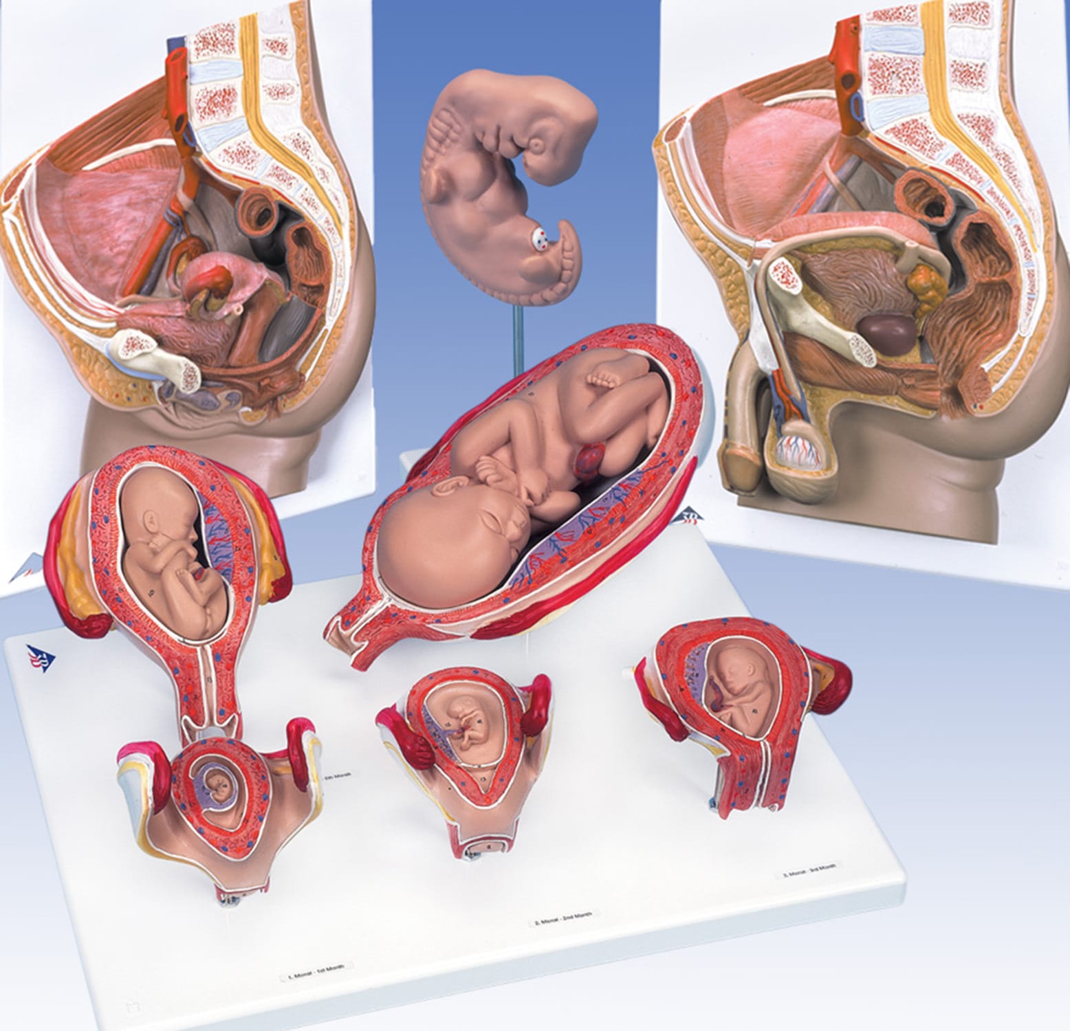 3B Scientific® Reproductive Process Bundle
