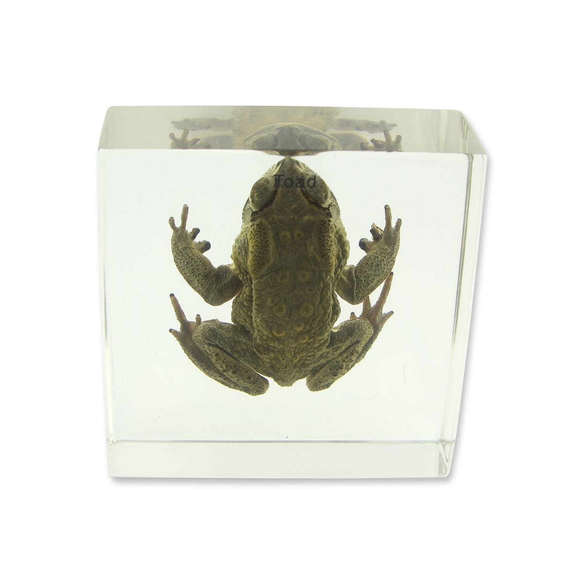 Toad Plastomount
