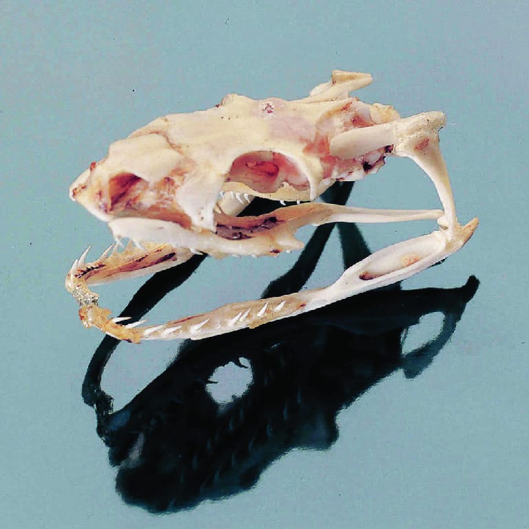 Snake Skull