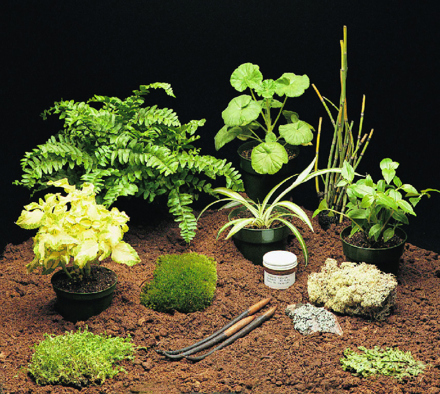 Ward's® Live Plant Kingdom Review Set