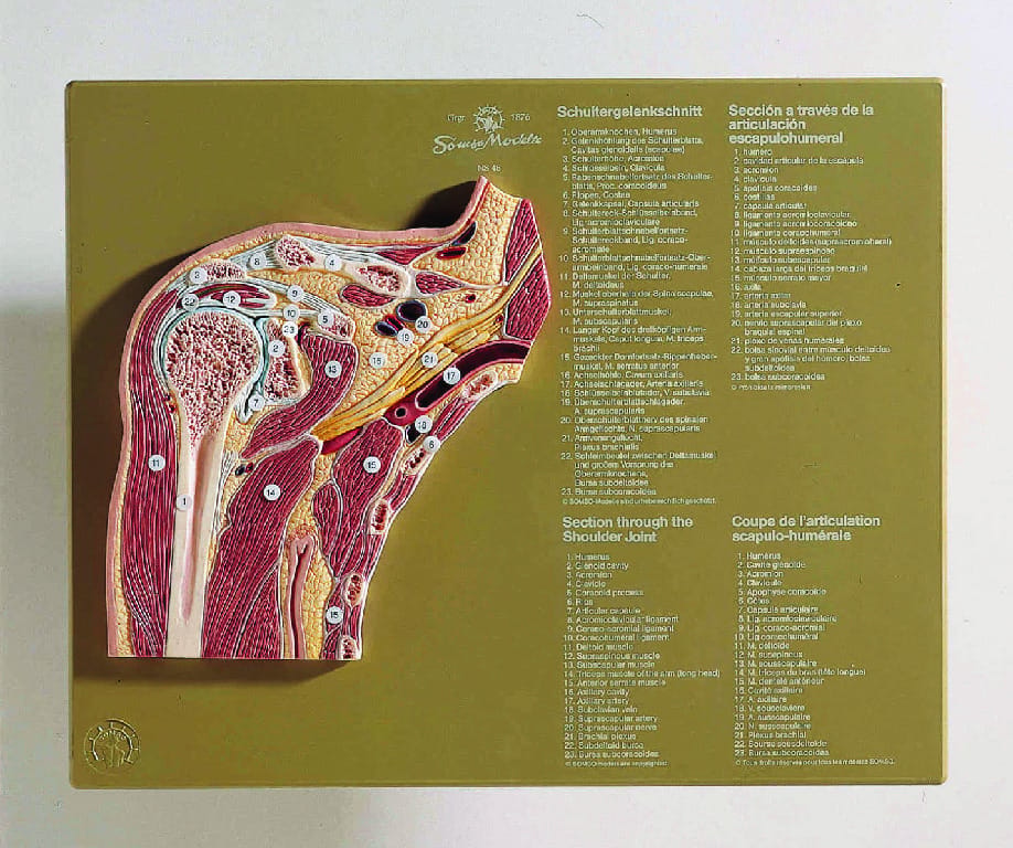 Somso® Shoulder Joint Cross Section Model