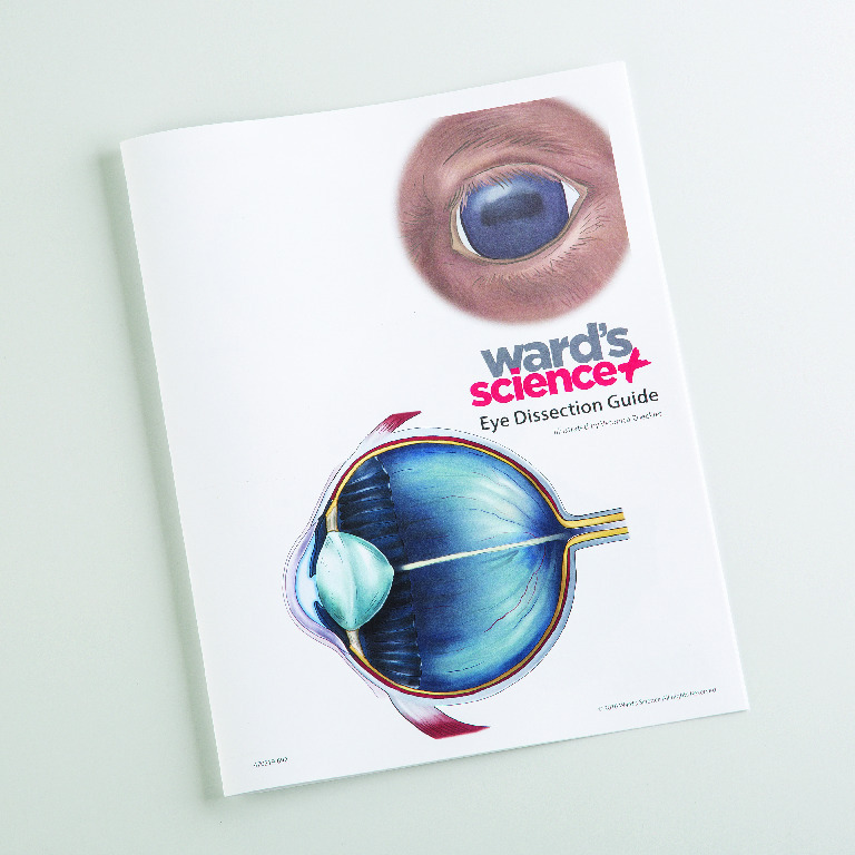 Eye Visual Dissection Guide