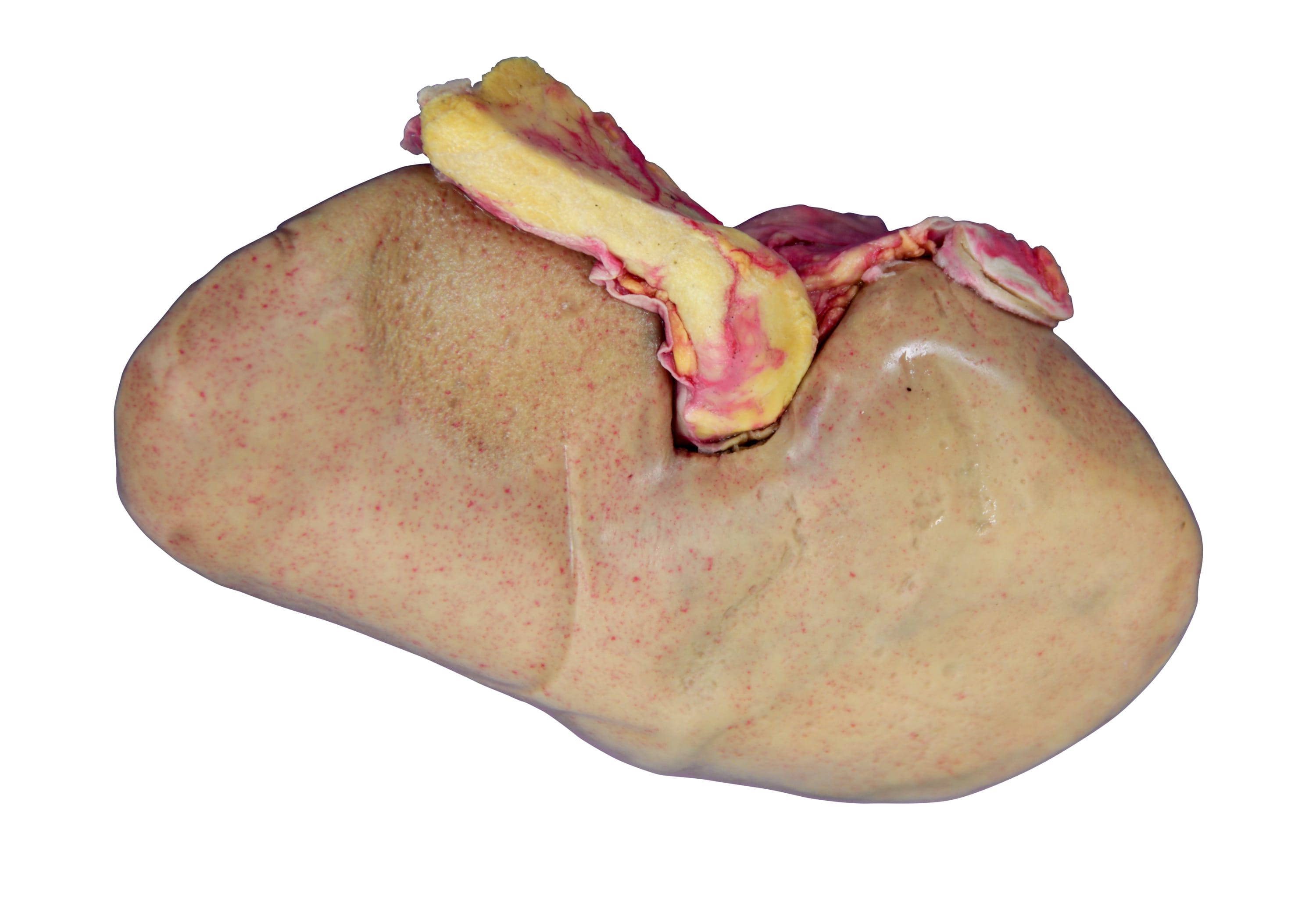 Preserved Pig Kidney