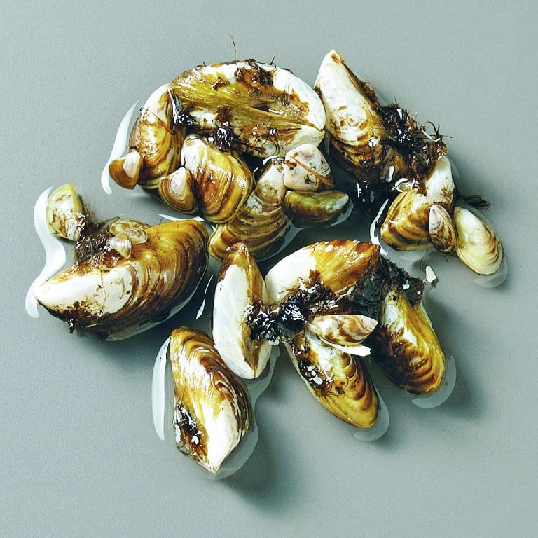 Ward's® Zebra Mussel