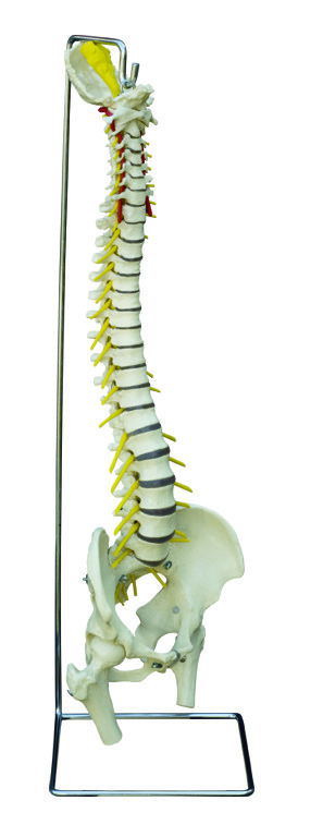 Rudiger® Flexible Spinal Column Model