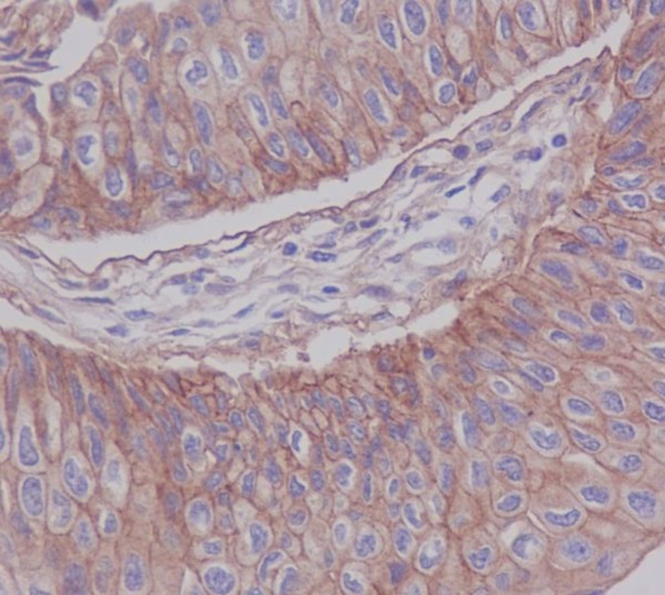 Anti-F11R Rabbit Monoclonal Antibody [clone: FOH-6] | VWR, part of Avantor