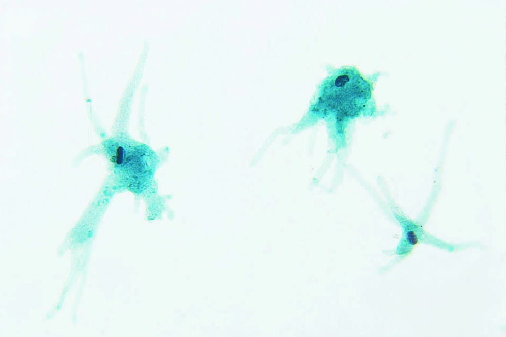 Amoeba proteus Slide