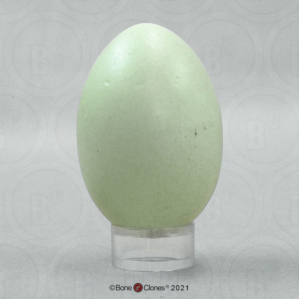 Bone Clones® North American Bird Eggs