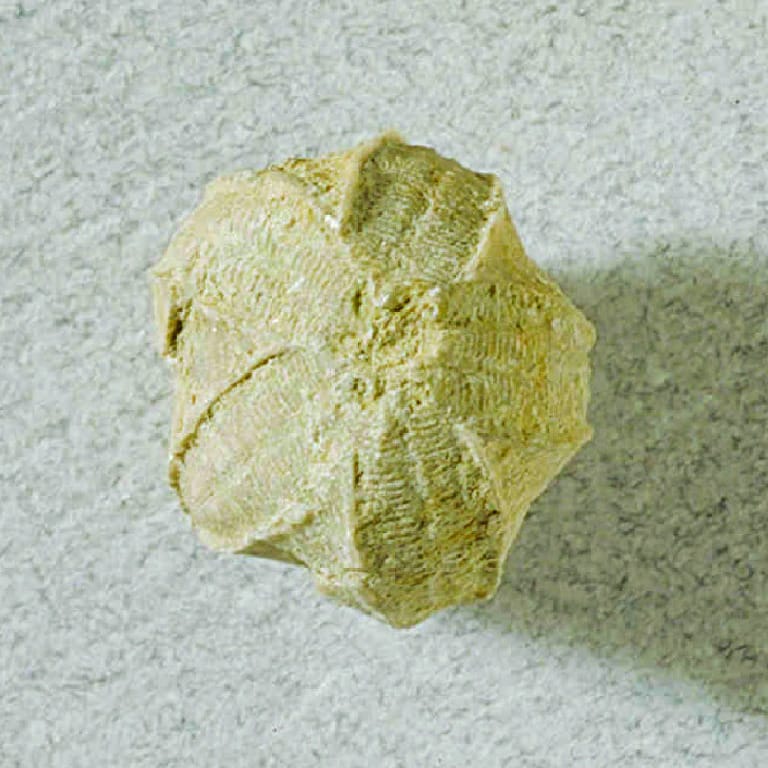 Pentremites sp. (Mississippian)
