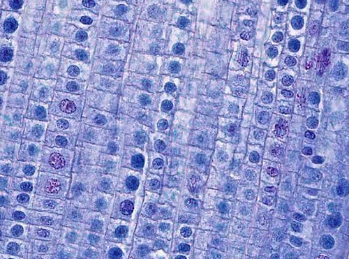 NUCLEIC ACIDS II AB (ONION ROOT TIP) | VWR, part of Avantor