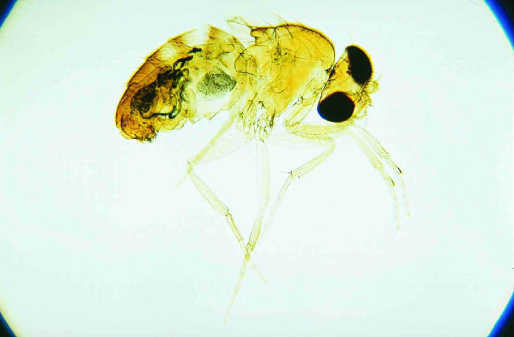 Vestigial Wings Slide