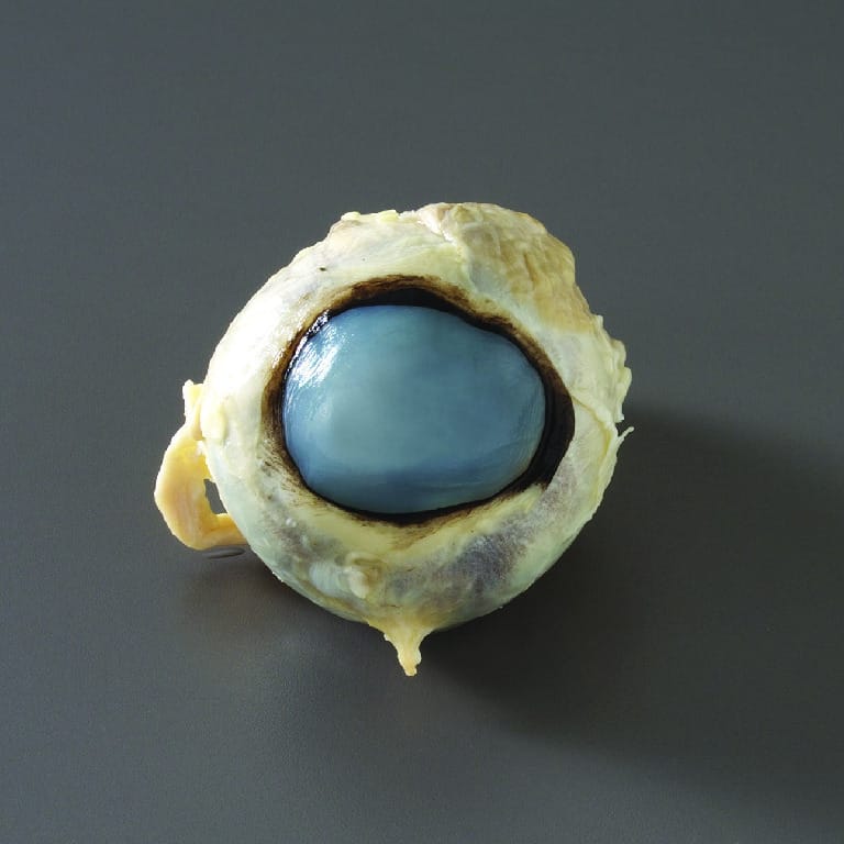 Horse Eye