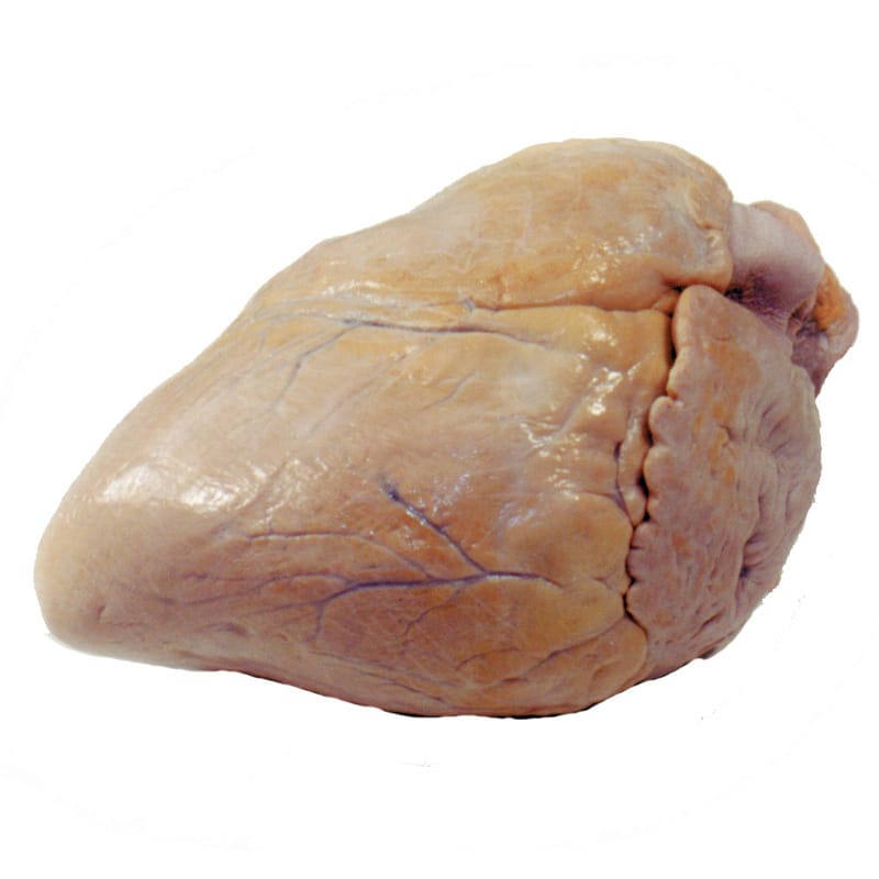 Formaldehyde-Free Pig Hearts
