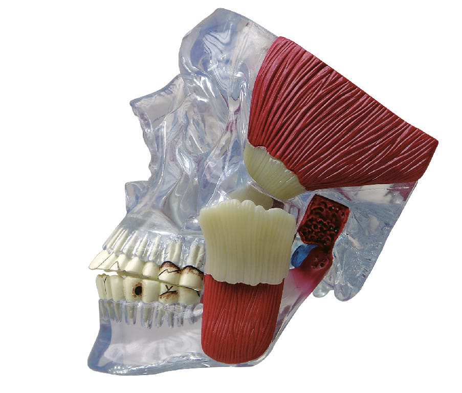 GPI Anatomicals® TMJ/Temporomandibular Model