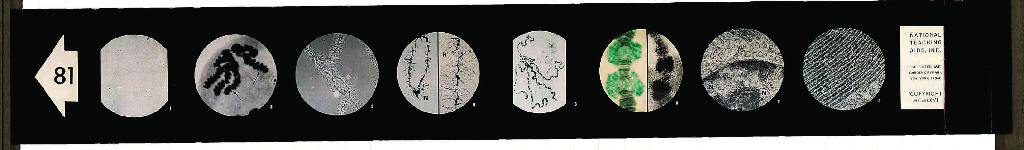 Chromosomes and Genes in Action Microslide