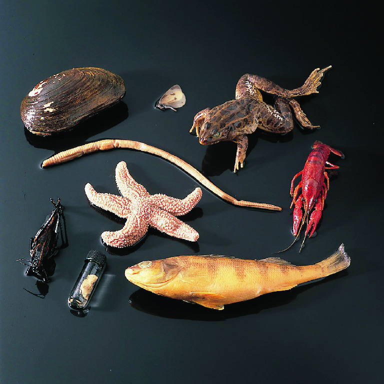 Ward's® Seven-Phyla Animal Survey Set