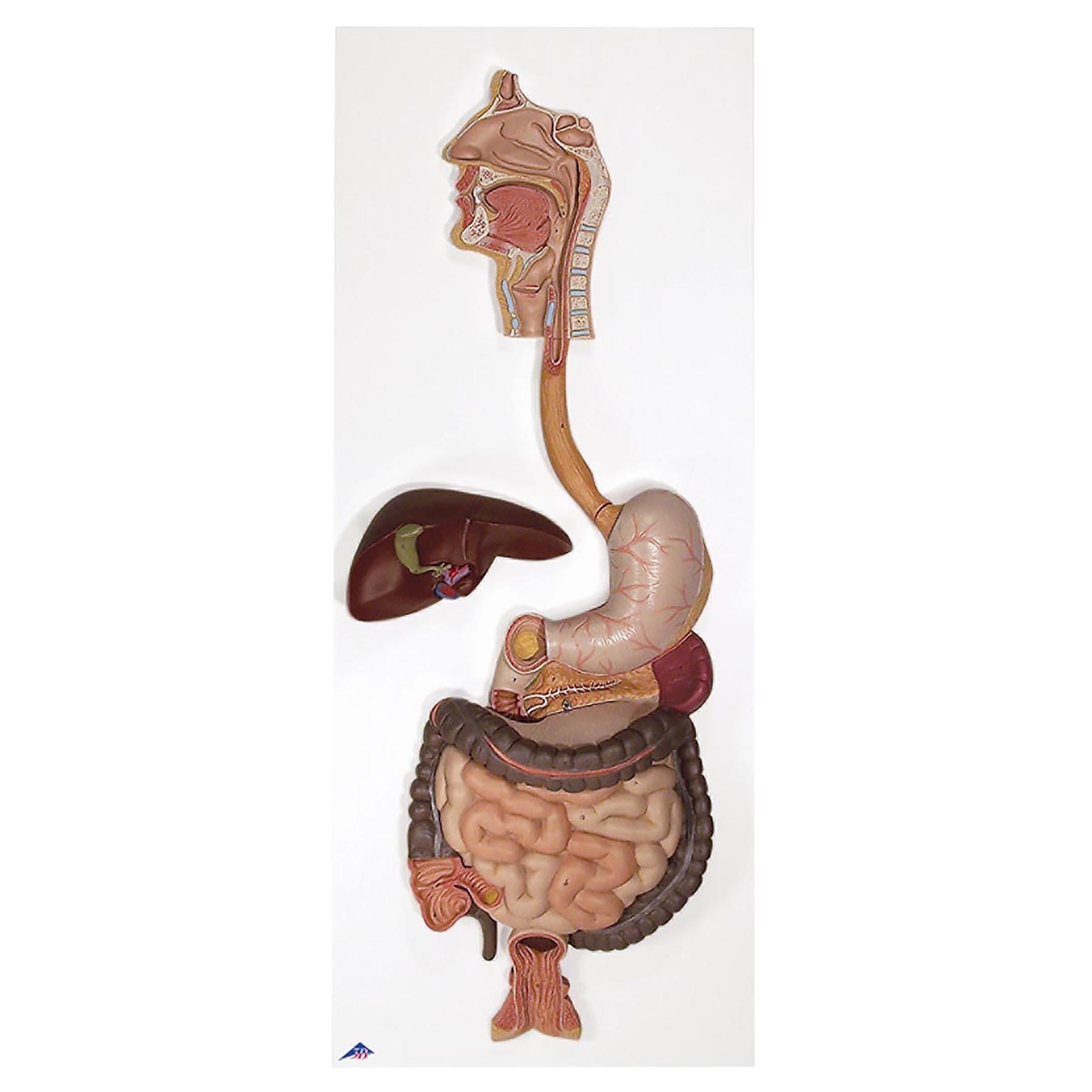 3B Scientific® Digestive System