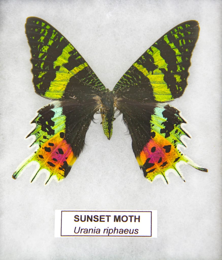 Sunset Moth (Urania) Riker Mount