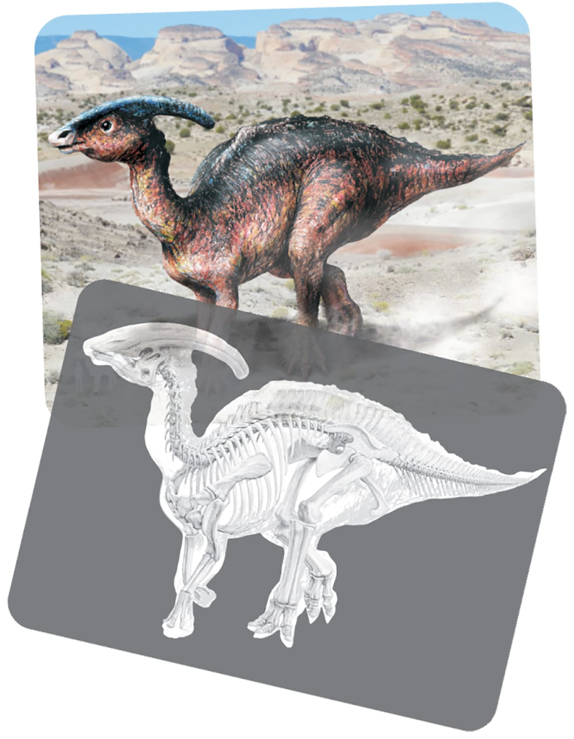 Dinosaur Picture Cards and X-Rays