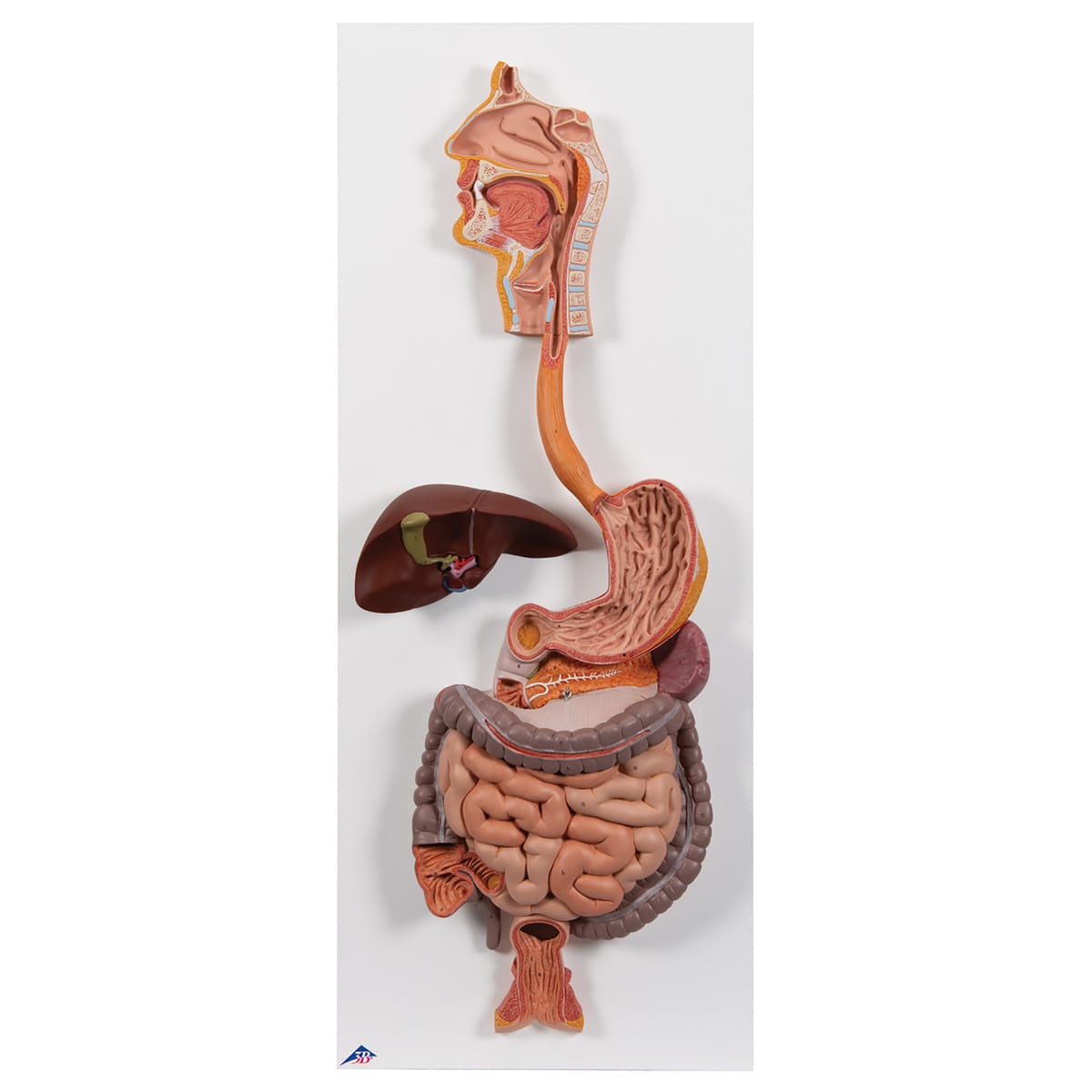 3B Scientific® Digestive System