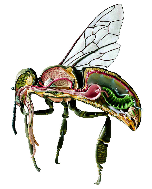 Somso® Honeybee Model