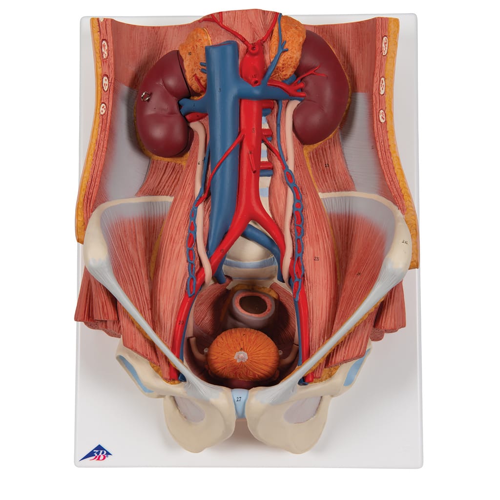 3B Scientific® Dual Sex Urinary System