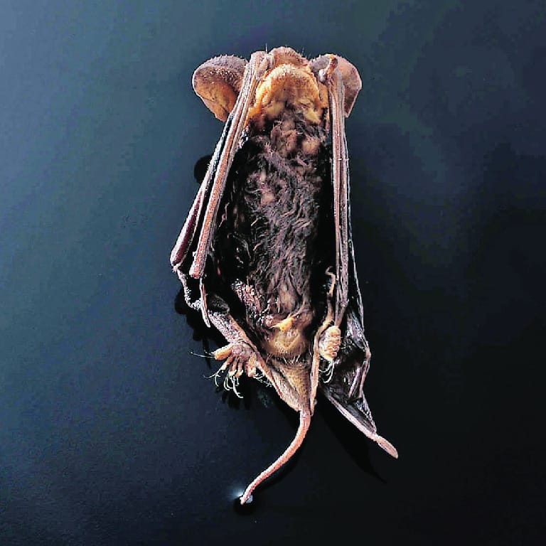Ward's® Preserved Bats