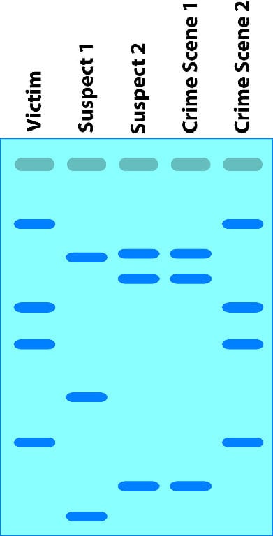 DNA Fingerprinting Activity Kit