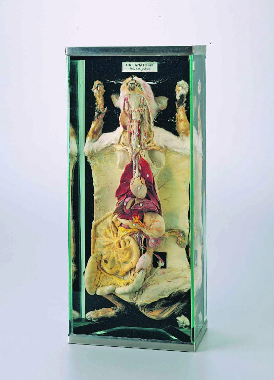 Cat Anatomy Museum Mount