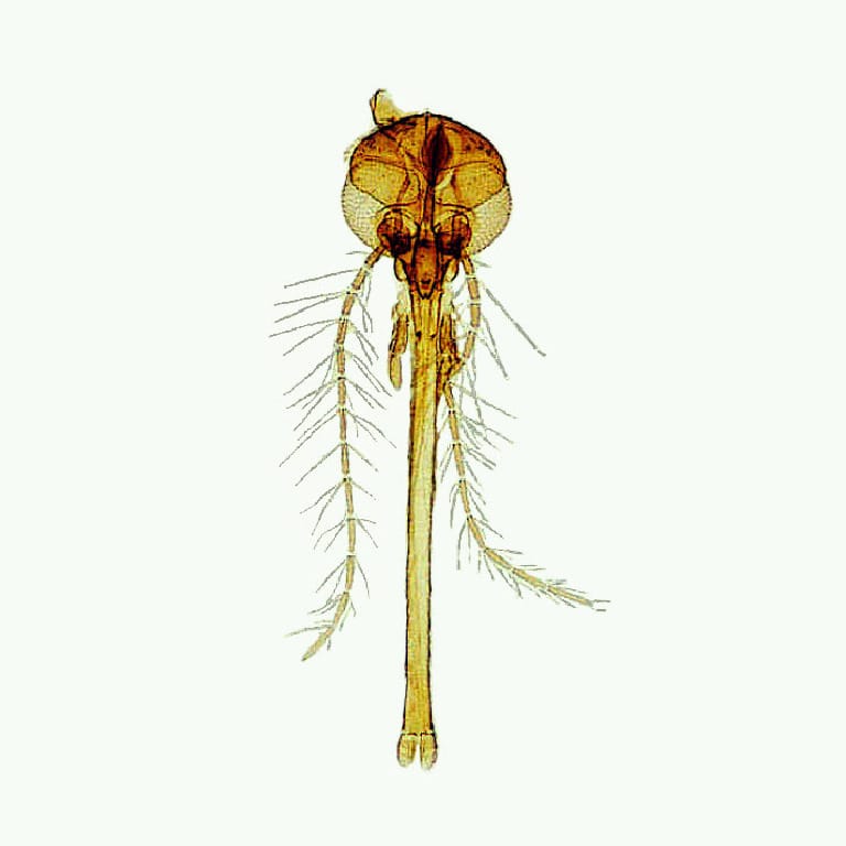Piercing Type, Mosquito, Whole Mount Slides