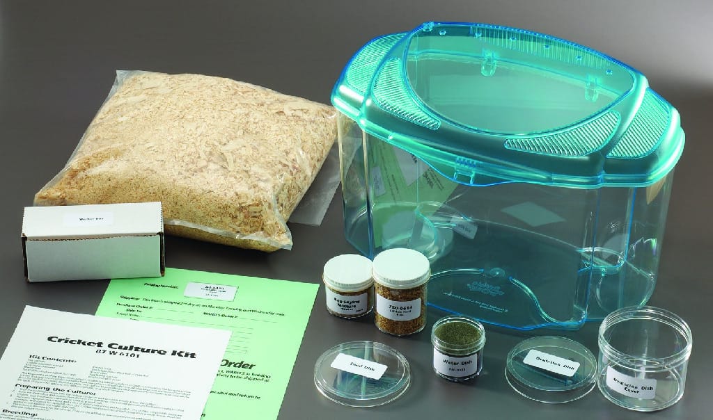Ward's® Cricket Culture Kit