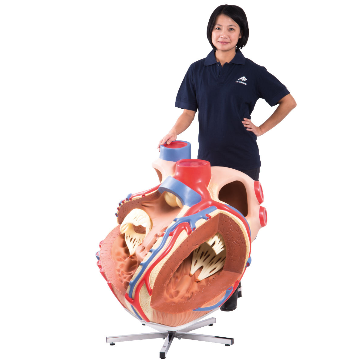 3B Scientific® Lecture Hall Giant Heart
