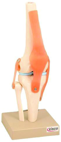 Eisco® Joint Models