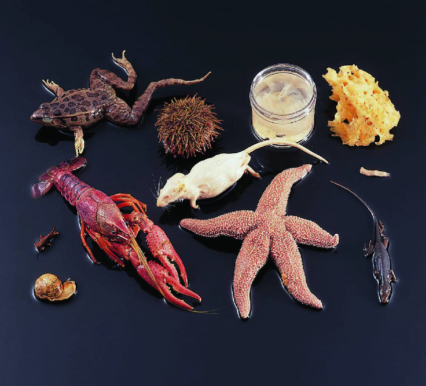 Ward's® Animal Symmetry Survey Set