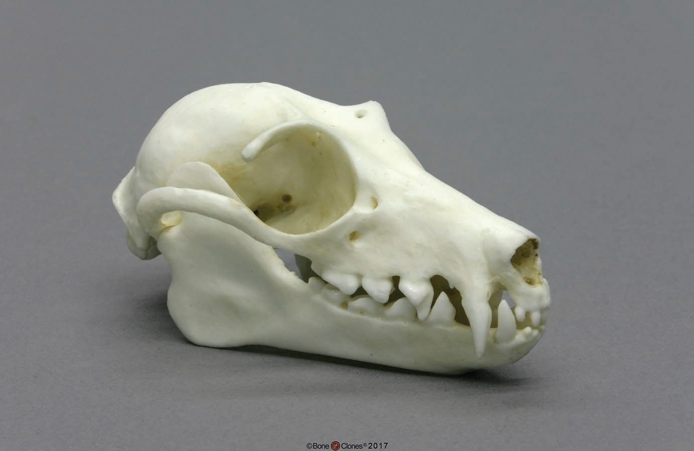 BoneClones® Animal Skulls, Mammals