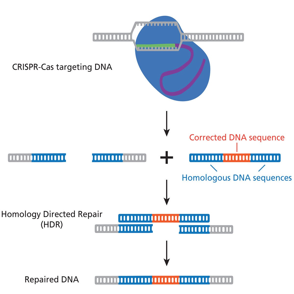 Using CRISPR to treat Cystic Fibrosis