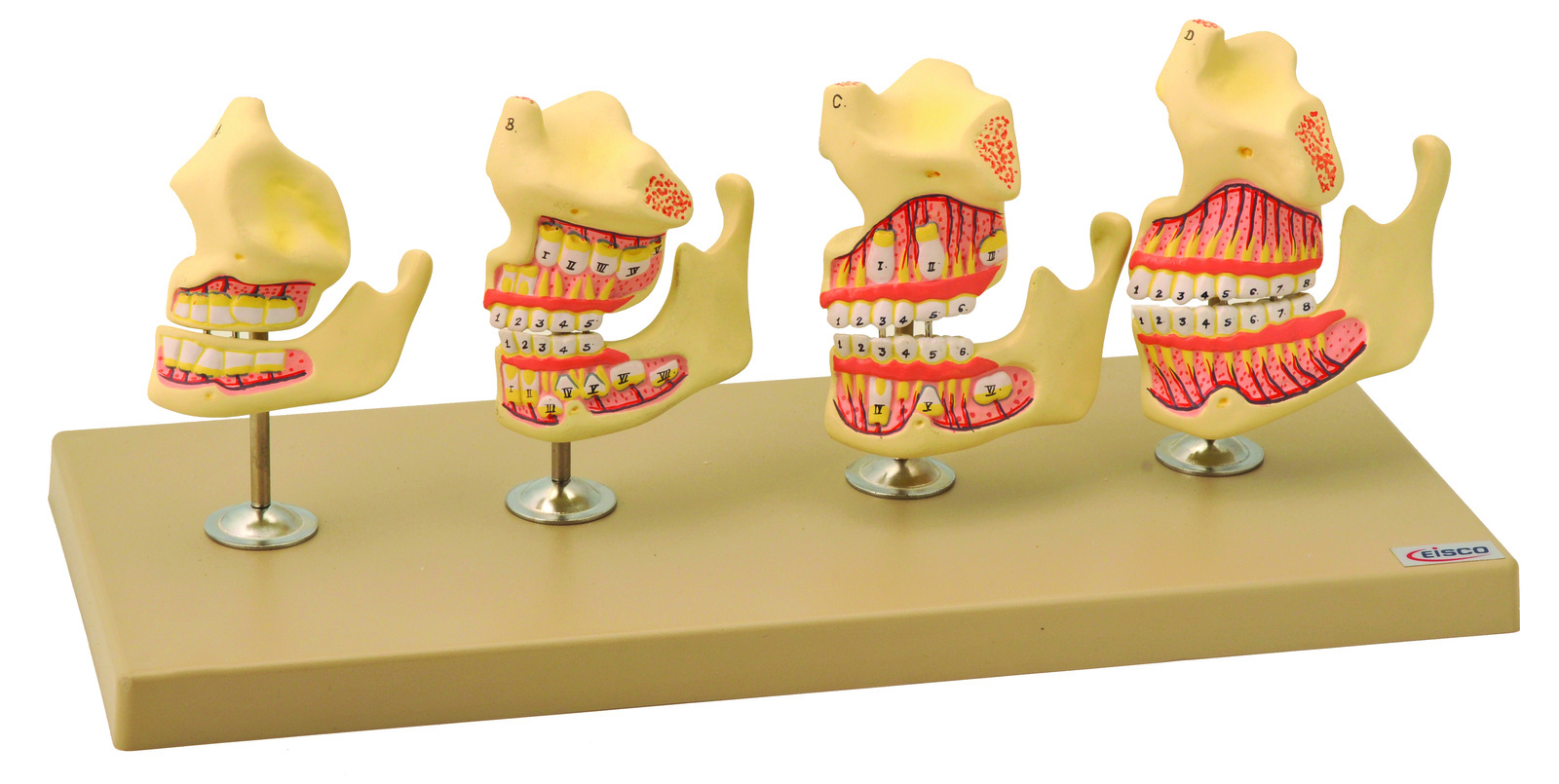 Eisco® Dentition Development Set