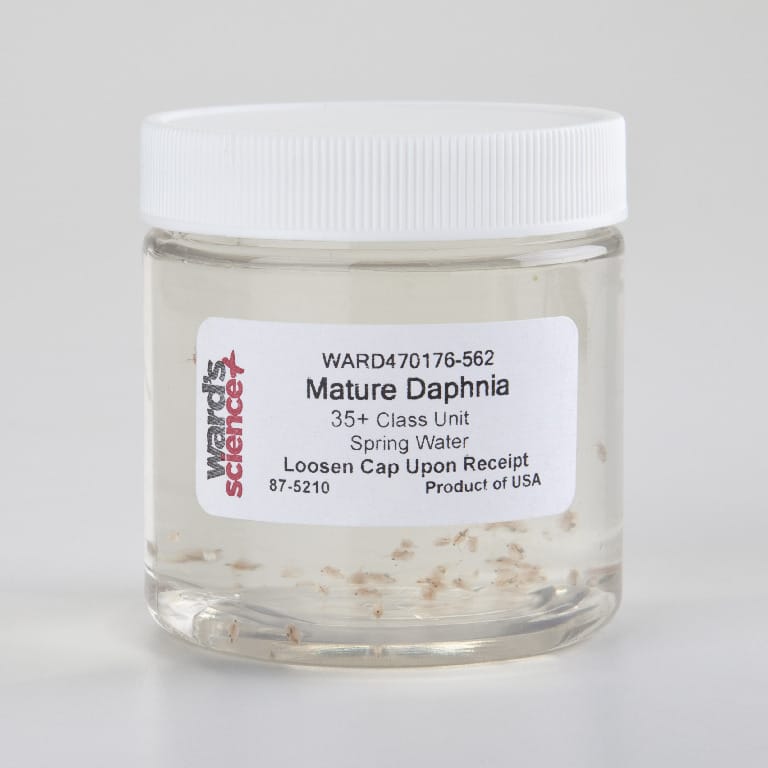 Ward's® Live Water Fleas (Daphnia magna)
