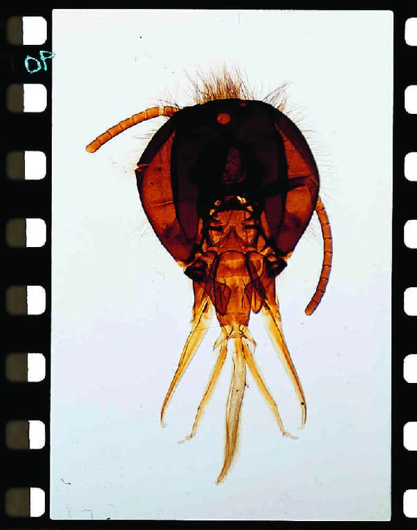Chewing/Lapping Type, Honeybee Slide
