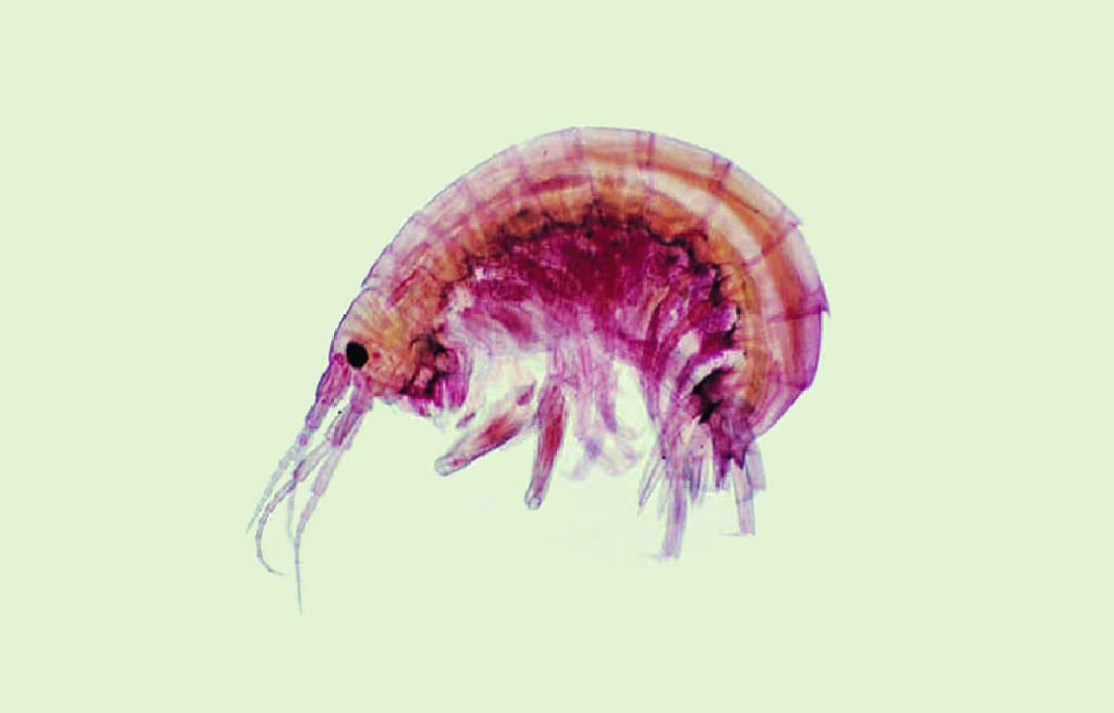 Gammarus Slide