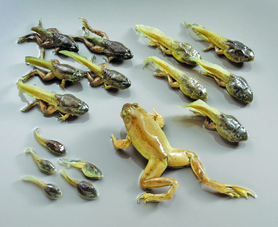 Bullfrog Transformation Set