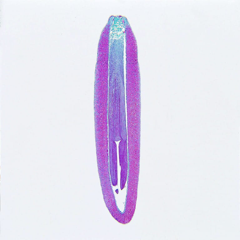 Ward's® Pine Structure Microscope Slides